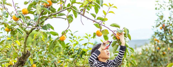 【大分・かんたん・北浜・別府発】 よみうり晩秋てんこもり市in福岡 1!2!3!のお持ち帰り! 日帰り3